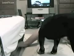 Love loves to have her fucked by a dog.